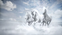 Interview: Zara Tindall takes reins with horses’ welfare high on Cheltenham Festival agenda