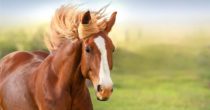 Irish Stallion Farms Face Unique Challenges of COVID-19